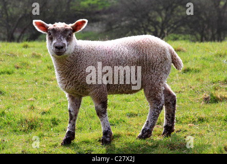 Lamb during spring, Shropshire, England Stock Photo