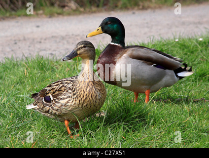A pair of Mallard Ducks (Anas Platyrhynchos), Highley, Shropshire, England Stock Photo