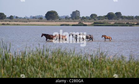 Semi ferral horses in the marshes of the Doñana National Park, El Rocio, Andalucia, Spain Stock Photo