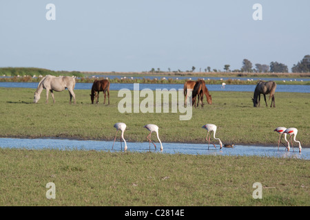 Horses and flamingos in the marshes of the Doñana National Park near El Rocio, Andalucia Stock Photo