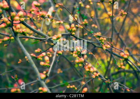 Branches of the bush with pink buds closeup Stock Photo