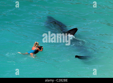 Basking Sharks Cornwall 2010 Stock Photo