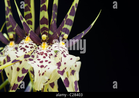 Brassia maculata. Spider orchid. Spotted Brassia orchids against black background Stock Photo