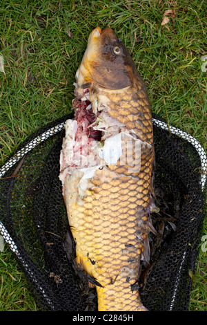 Common Carp (Carpio cyprinus), partially eaten by an Otter (Lutra lutra) from  a garden pond in a garden. Ingham, Norfolk. Stock Photo