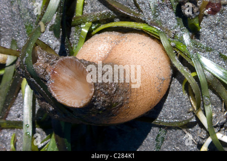 Geoduck clam digging on Washinton State's Puget Sound during a minus 3 ...