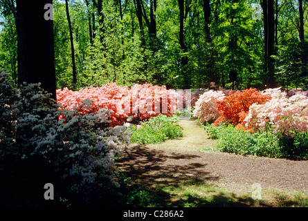 Azaleas in bloom at Winterthur Museum & Gardens, Wilmington, Delaware, USA Stock Photo