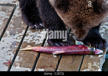 Grizzly Bear, Ursus arctos horriblis, Eating Salmon on the Boardwalk at Brooks River, Katmai National Park, Alaska, USA Stock Photo