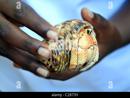 Large Hermit Crab, Cousin Island, Seychelles. Stock Photo