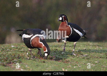 Two Red-breasted Geese (Branta ruficollis) on a meadow. Stock Photo