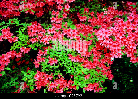 Azaleas in bloom at Winterthur Museum & Gardens, Wilmington, Delaware, USA Stock Photo