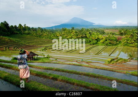A Balinese man in traditional dress photographs the stunning rice terraces of Belimbing, Bali with a volcano in the background. Stock Photo