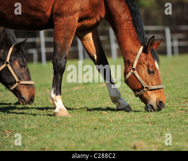 two horses grazing Stock Photo