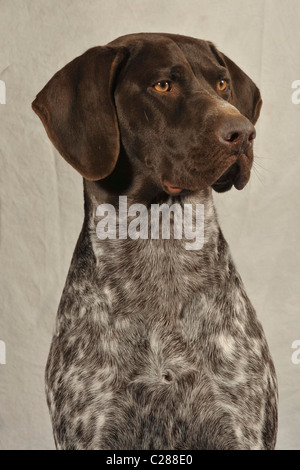 German shorthaired pointer Stock Photo