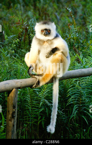 Diademed sifaka, Lemurs Island, Andasibe, Madagascar Stock Photo