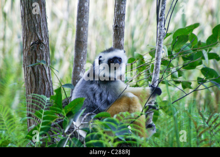 Diademed sifaka, Lemurs Island, Andasibe, Madagascar Stock Photo