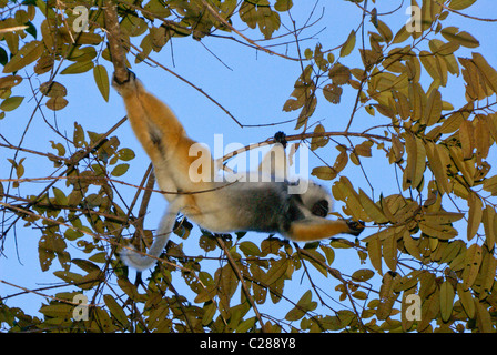 Diademed sifaka, Lemurs Island, Andasibe, Madagascar Stock Photo