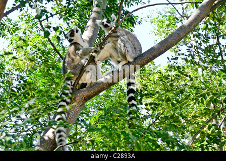 Ring-tailed lemurs in tree, Anja Park, Madagascar Stock Photo