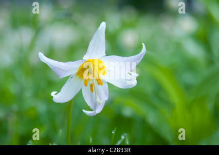 Avalanche Lily, Sol Duc Park meadow, Olympic National Park, Washington. Stock Photo