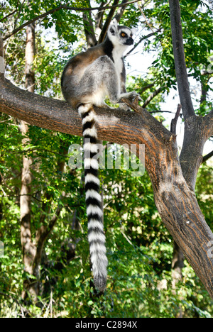 Ring-tailed lemur sitting in tree, Anja Park, Madagascar Stock Photo