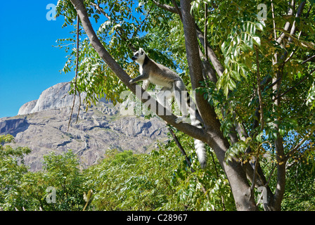 Ring-tailed lemur in tree, Anja Park, Madagascar Stock Photo