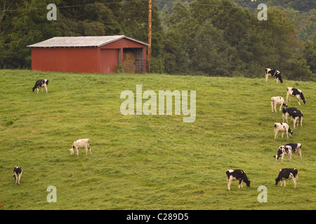 A dairy farm with a red barn & grazing cows in a grassy field along The Blue Ridge Parkway between mile posts 208 209 Stock Photo