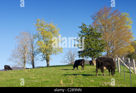 Herd of free range cattle grazing on a hill Stock Photo