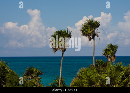 Palm trees Caribbean Sea Tulum Mexico Stock Photo
