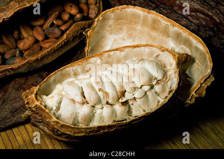 Cocoa beans husks with chocolate beans inside Theobroma fruit. Stock Photo