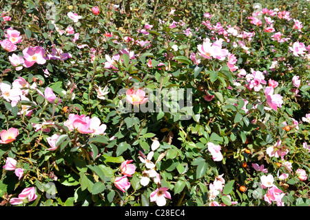 Rainbow Knockout Rose - Rosa Radrazz Stock Photo