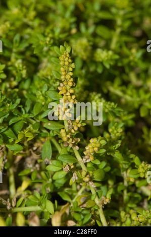Smooth Rupturewort (Herniaria glabra), flowering stalk. Stock Photo