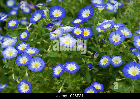 Dwarf Morning Glory (Convolvulus tricolor), flowering. Stock Photo