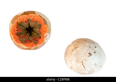 The cross section of a young Red Cage Fungus showing its spore-bearing structure. Vue en coupe d'un Clathre rouge juvénile. Stock Photo