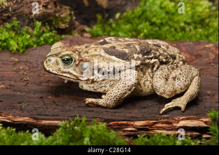 Cururu Toad, Rococo Toad (Bufo paracnemis, Bufo schneideri) on wood. Stock Photo