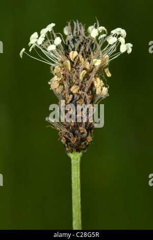 English Plantain, Ribwort (Plantago lanceolata), inflorescence. Stock Photo