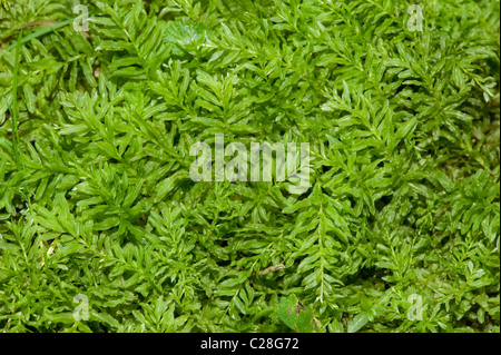 Harts-tongue Thyme-moss (Plagiomnium undulatum). Stock Photo
