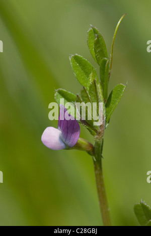 Spring Vetch, (Vicia lathyroides), flowering stalk. Stock Photo