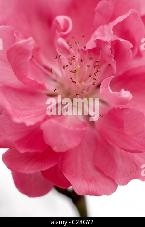 Ornamental peach blossom Stock Photo