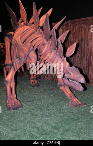 Dinosaur World museum, Glen Rose, Texas, USA - Stegosaurus dinosaur skeleton Stock Photo