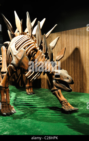 Dinosaur World museum, Glen Rose, Texas, USA - Stegosaurus dinosaur skeleton Stock Photo