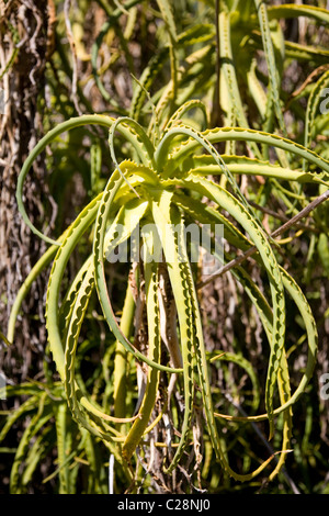 South African Aloe arborescens in summer Stock Photo