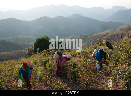 2 palaung women carrying baskets on their back. Shan Hills. Myanmar Stock Photo