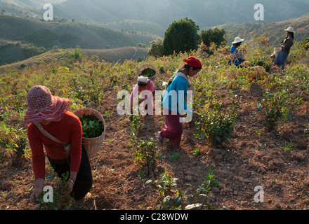 2 palaung women carrying baskets on their back. Shan Hills. Myanmar Stock Photo