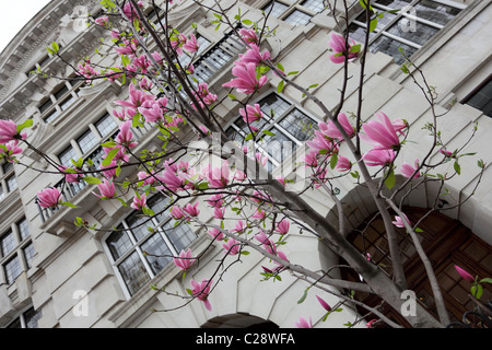 Natural beauty of an vivid pink young Magnolia tree viewed in early spring opposite Sloane Square tube station. Stock Photo
