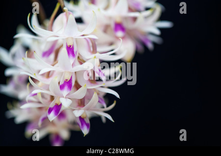 Dendrobium Amethystoglossum orchid flowers against black background. Amethest Colored Dendrobium flower. Stock Photo