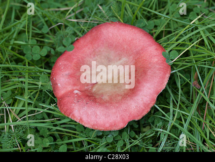 Rosy brittlegill (Russula rosea Stock Photo - Alamy