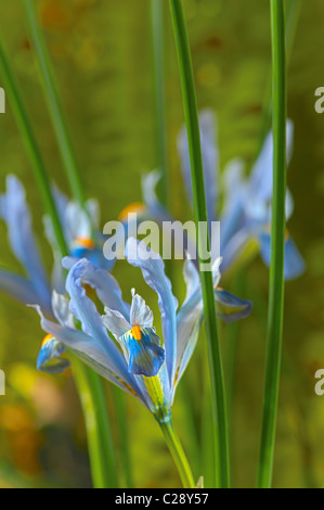 Iris reticulata Cantab bulbous winter flower dwarf February violet light blue garden plant Stock Photo