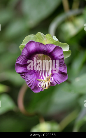 Cathedral Bell Flower, Cobaea scandens, Polemoniaceae. Tropical Americas. Aka Bat Flower, Batflower or Cup and Saucer Vine. Stock Photo