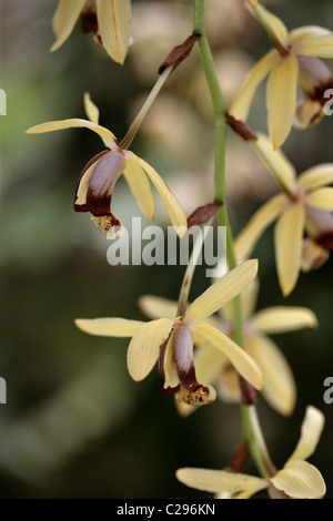 Necklace Orchid, Coelogyne tomentosa (Syn. Coelogyne massangeana), Orchidaceae. Malay Peninsular to Assam. Stock Photo