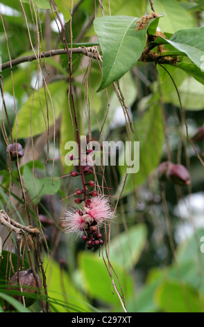 Powder-puff Tree, Fish-Killer Tree, Barringtonia racemosa, Lecythidaceae. South East Africa to Asia. Stock Photo