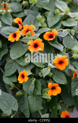 Black-eyed Susan Vine or Clock Vine, Thunbergia alata, Acanthaceae. Tropical Eastern Africa. Stock Photo